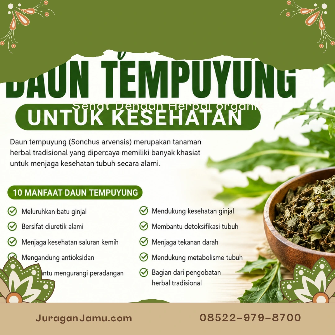 manfaat daun tempuyung