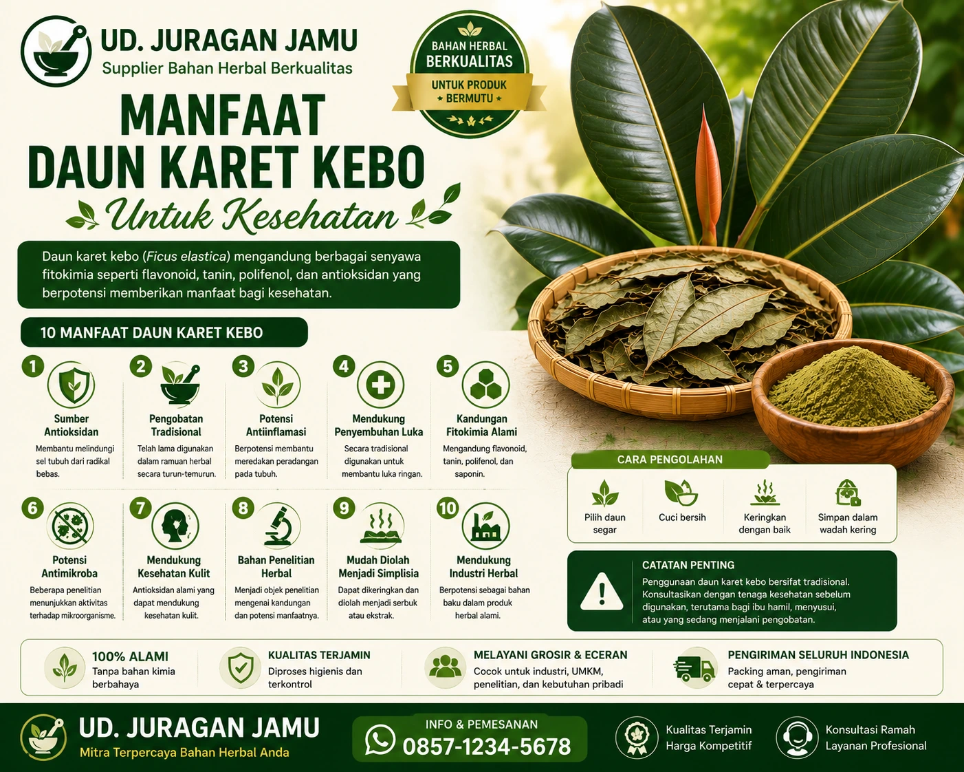 manfaat daun karet kebo